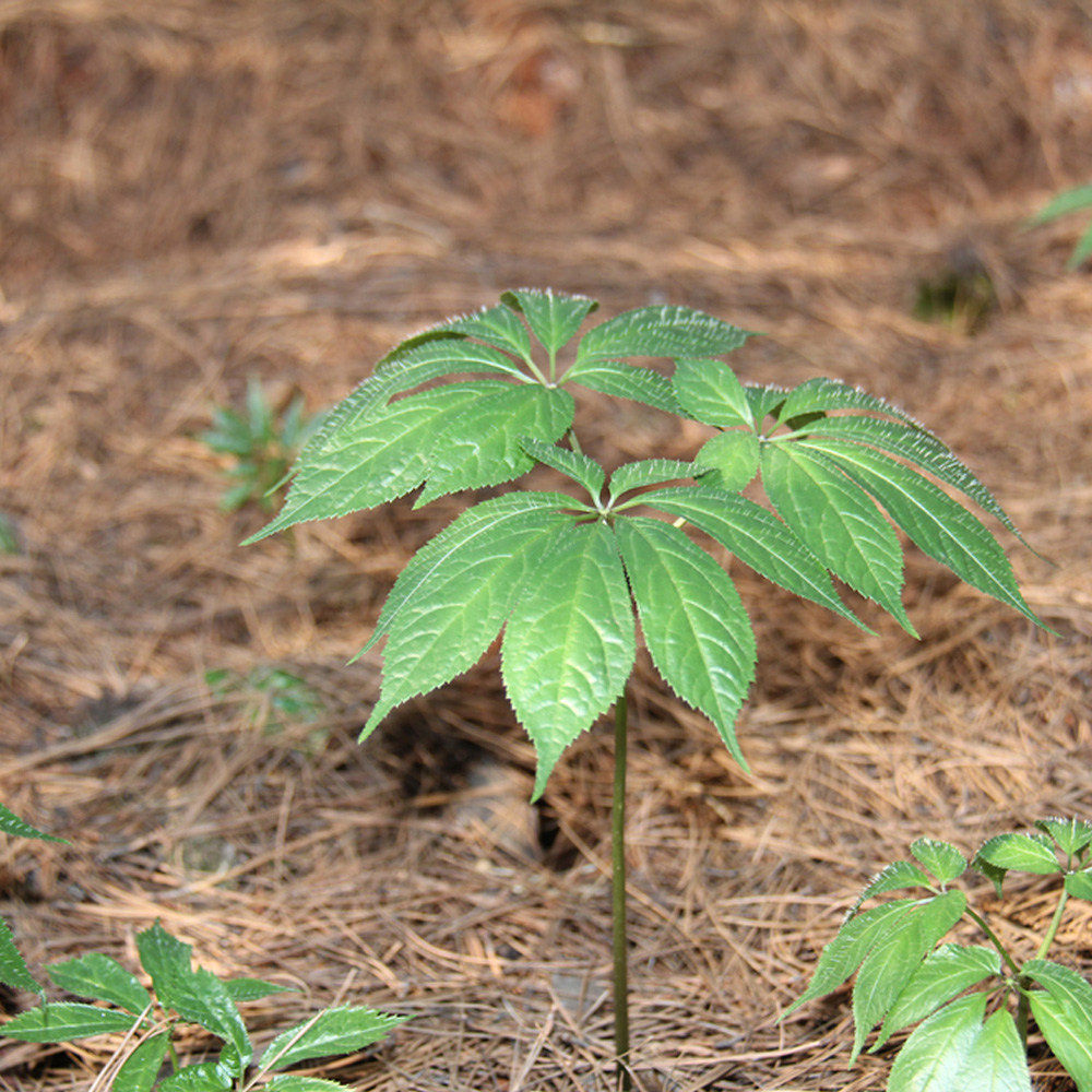昆明站完成全面評估：三七農(nóng)藥殘留處于安全級別，不會對消費(fèi)者造成健康威脅